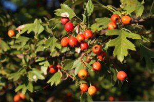 Cranberry
