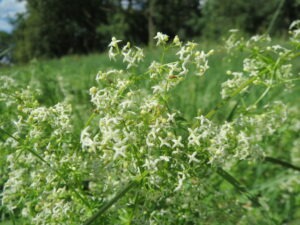 Wiesen-Labkraut